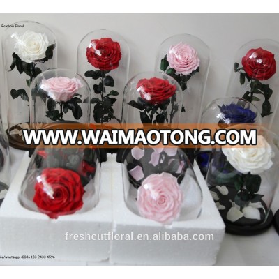 Long lasting roses in glass preserved roses in dome / tube with gift box