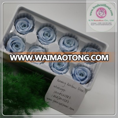 size 4-5 cm light sky-blue natural preserved rose head packed with boxes from Chinese flower factory