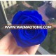 Import preserved rose of 6-7cm head Dark blue color from Kunming China