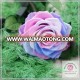 size 7-8 cm pink+white+purple natural preserved rose head packed with boxes from Chinese flower factory